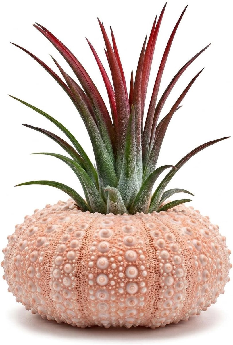 Air Plant Holder Set of 5 Shell Shell Holder Mini Sea Urchin Shells Air Plants Hanging Plant Holder Plant Accessories - ShopVlot