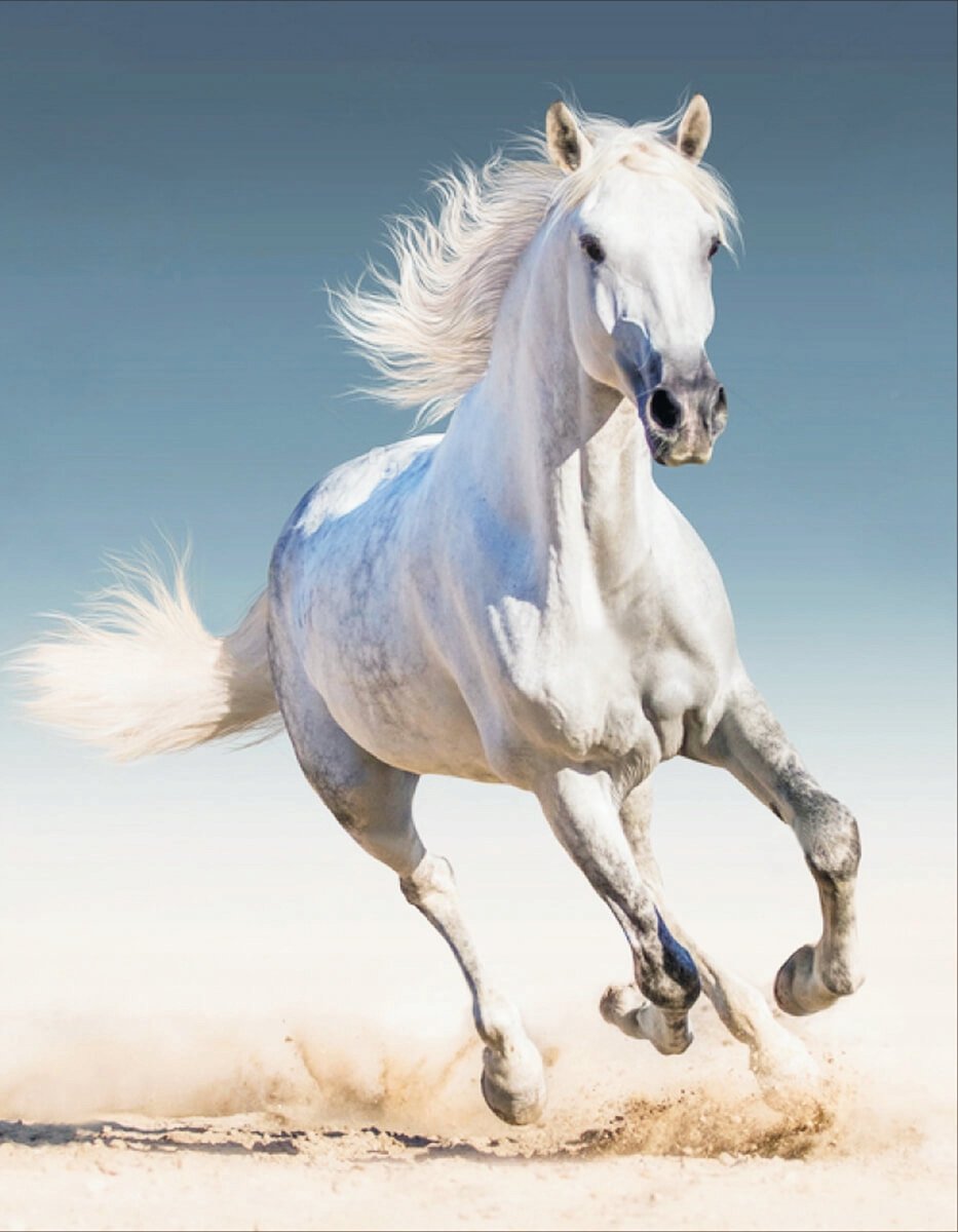 Diamond Borden 5D Wit Paard 40x50cm met Frame