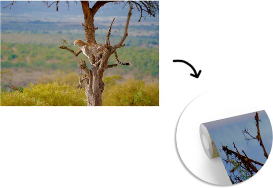 Papier peint photo vinyle - Guépard dans un arbre à la recherche d'une proie largeur 390 cm x hauteur 260 cm - Tirage photo sur papier peint (disponible en 7 tailles)