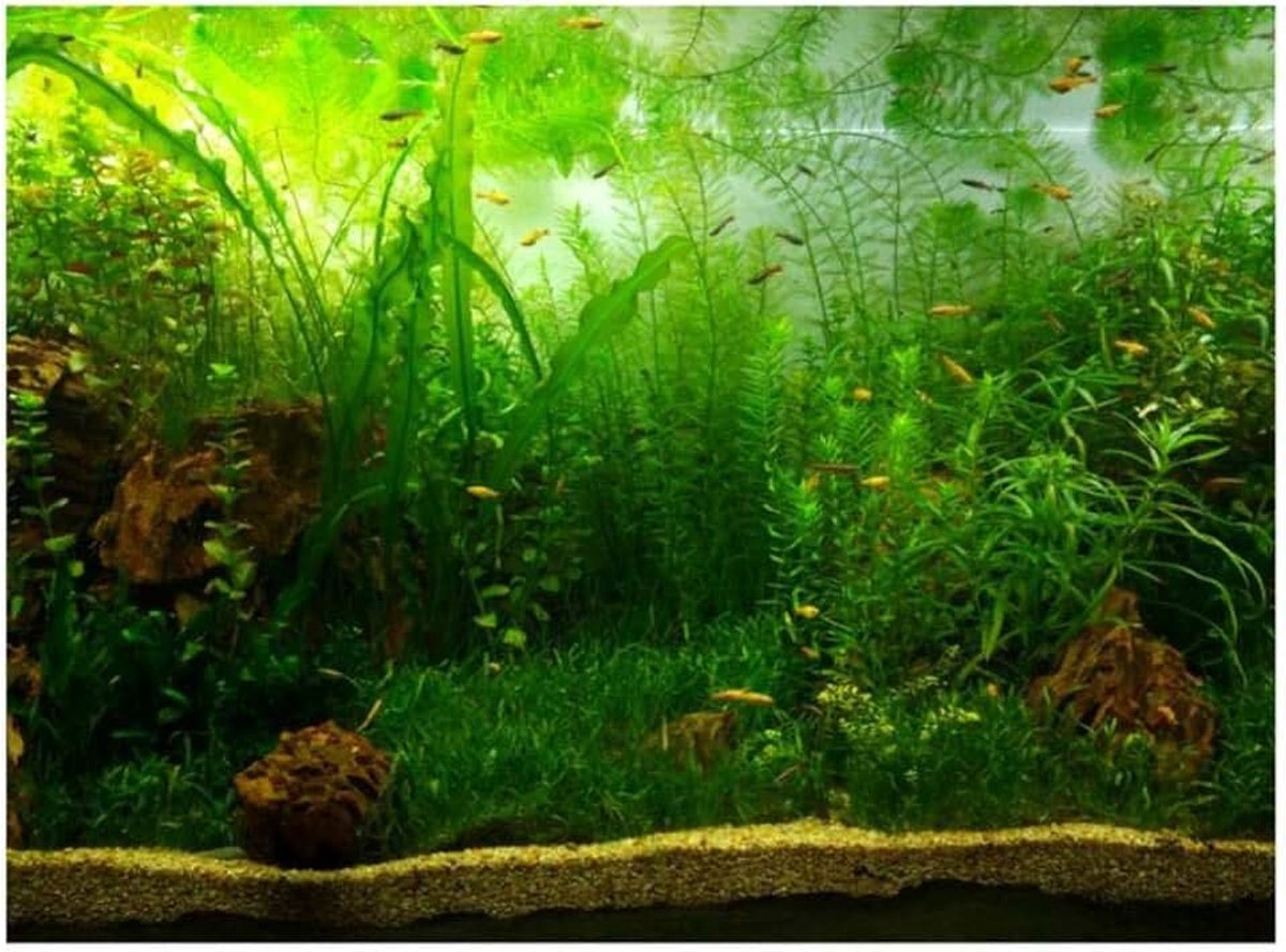 Achtergrond poster water gras stijl aquarium achtergrond PVC zelfklevende wanddecoraties stickers papier cling stickers (76 x 30 cm)