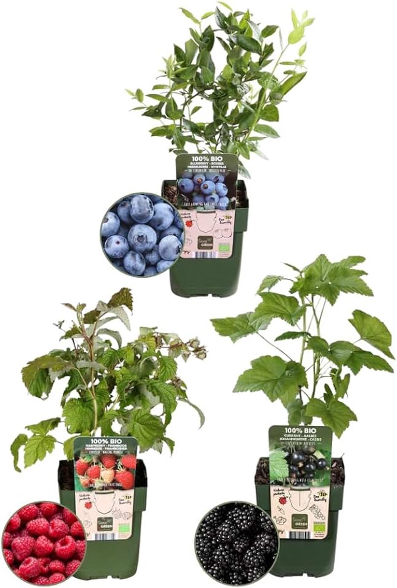 By Frank | "Vruchten Feestje" BIO Fruitplanten Mix | Blauwe Bessenstruik, Frambozenstruik en Bramenstruik | 100% Biologisch Gekweekt | Fruittuin | Moestuin | Tuinplanten