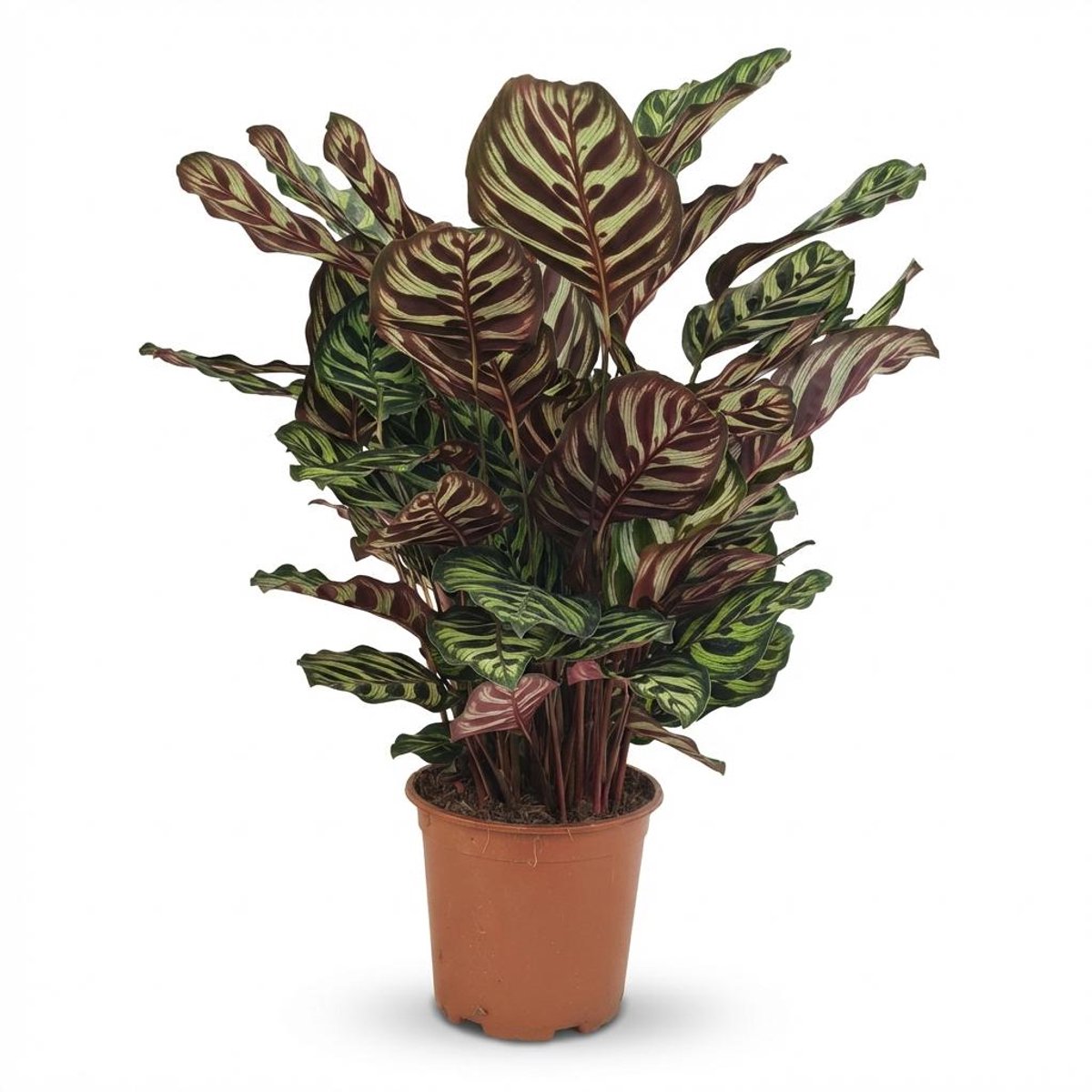 Plantenboetiek.nl | Pauwenplant - Calathea Makoyana - Groen - Weinig onderhoud - Ø19cm - 60-70cm hoog - Kamerplant - Groenblijvend