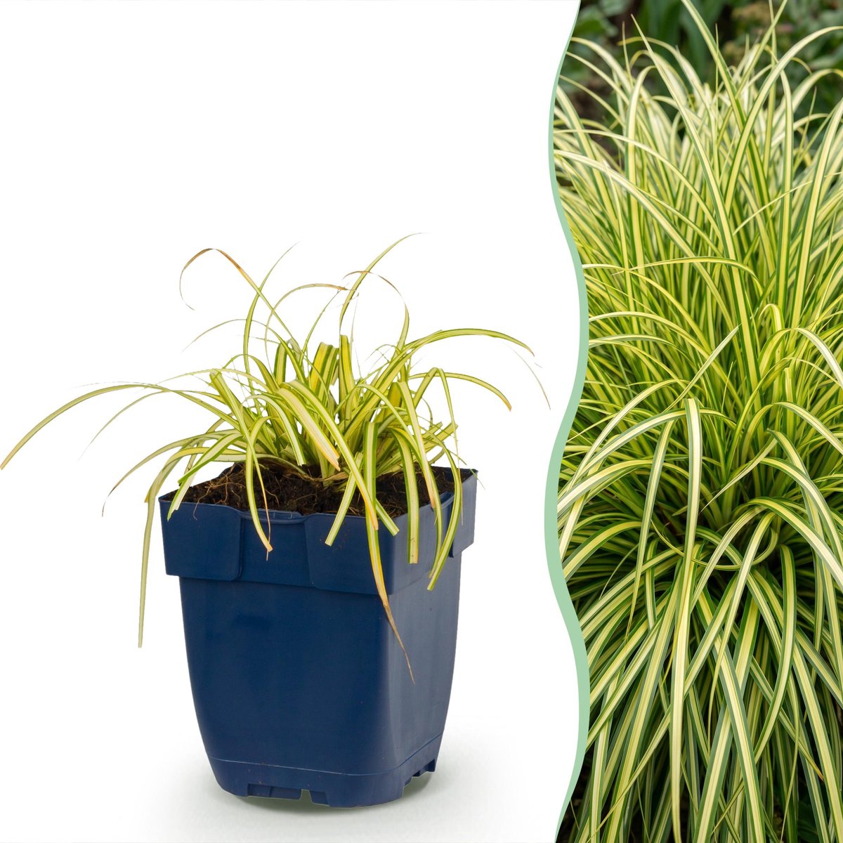 Plantenboetiek.nl | Carex oshimensis Evergold - Japanse Zegge - Groenblijvend - Geel-Groen - Ø11cm - 15-25cm hoog - Tuinplant