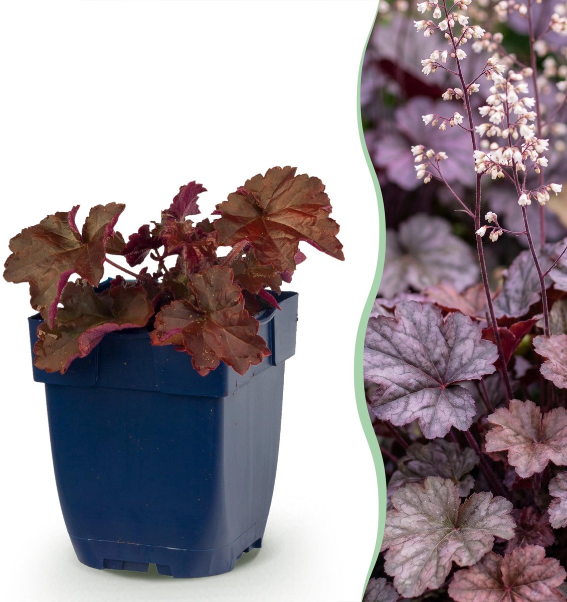 Plantenboetiek.nl | Heuchera micr. Palace Purple - Purperklokje - Schaduw - Paars - 6 Planten - Ø11cm - 15-25cm hoog - Tuinplant