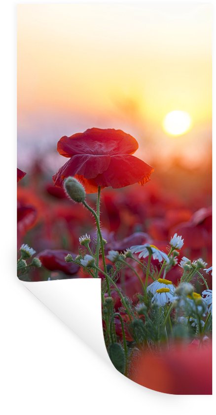 Een rode klaproos met een knop en witte bloemen tegen een zonsondergang.