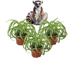 Chlorophytum Bonnie – Graslelie – Set van 3 Kamerplanten - Luchtzuiverend – Diervriendelijk – 25–35 cm – Pot 12 cm