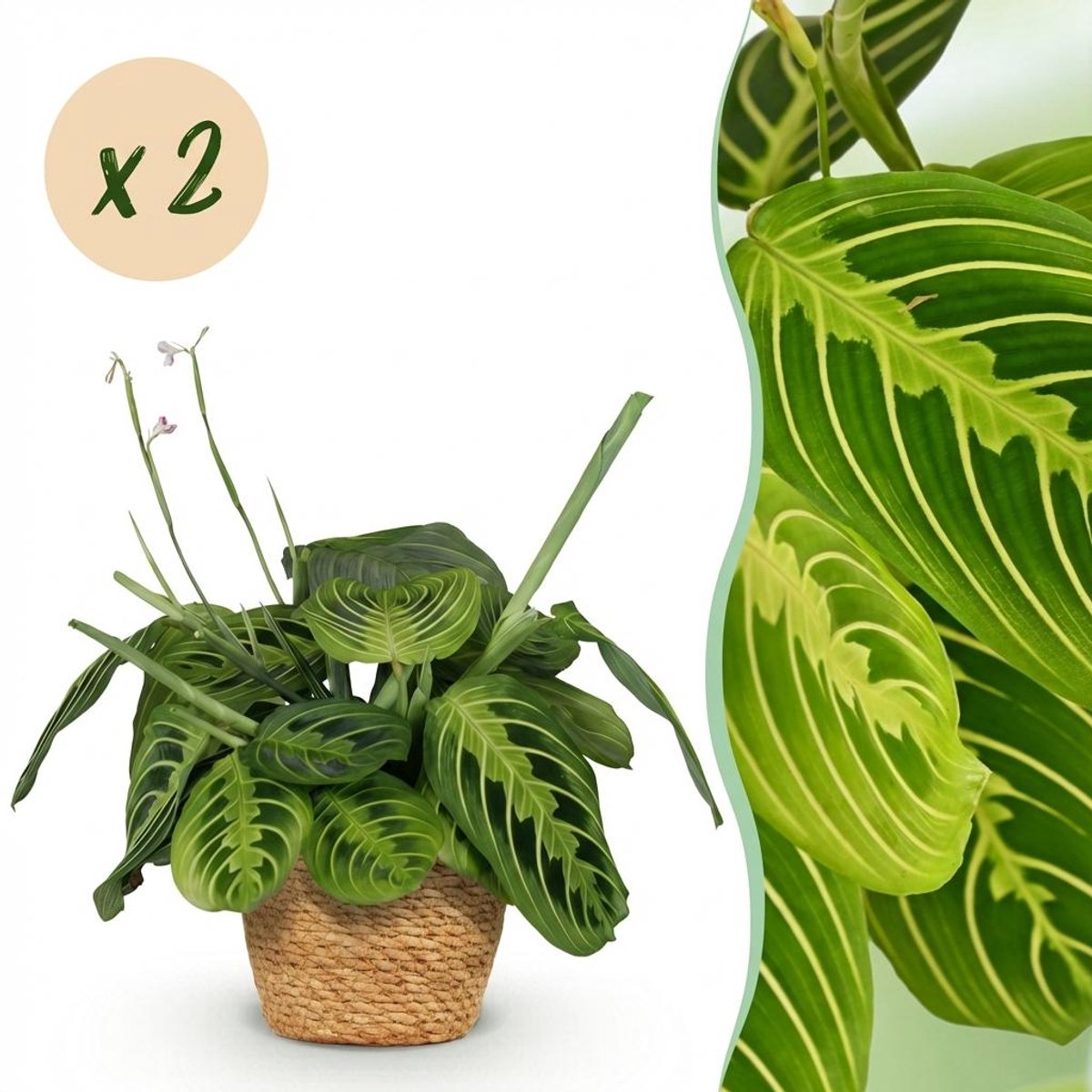 Kamerplant - Maranta Fascinator Lemon Lime - Gebedsplant - Huisdiervriendelijke Plant - Groen - 2 Planten - met Mand - Pot 12cm - Hoogte 25cm