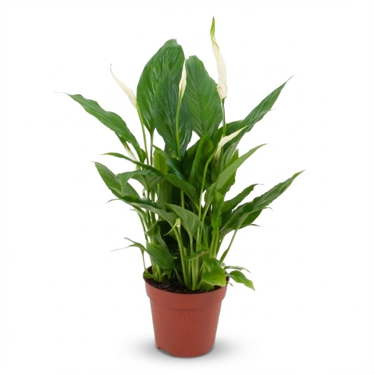 Spathiphyllum - Ø 12 cm - Hoogte: 35 - 40 cm