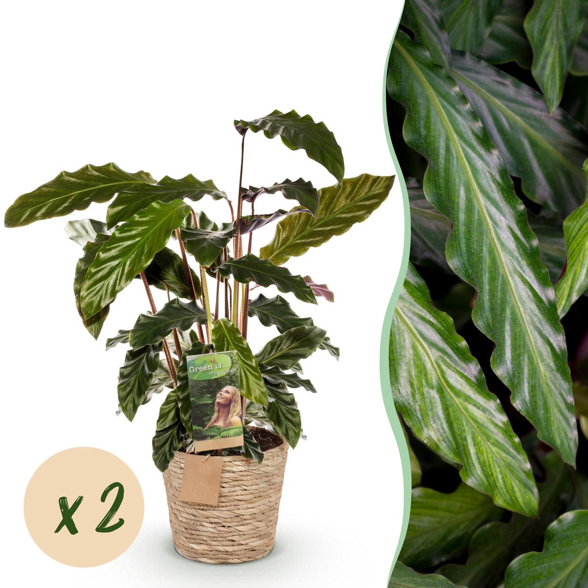 Green is... Kamerplanten - Calathea Rufibarba - Pauwen plant - Weinig onderhoud - met mand - Groen - 2 Planten - Pot 17cm - Hoogte 55-60cm