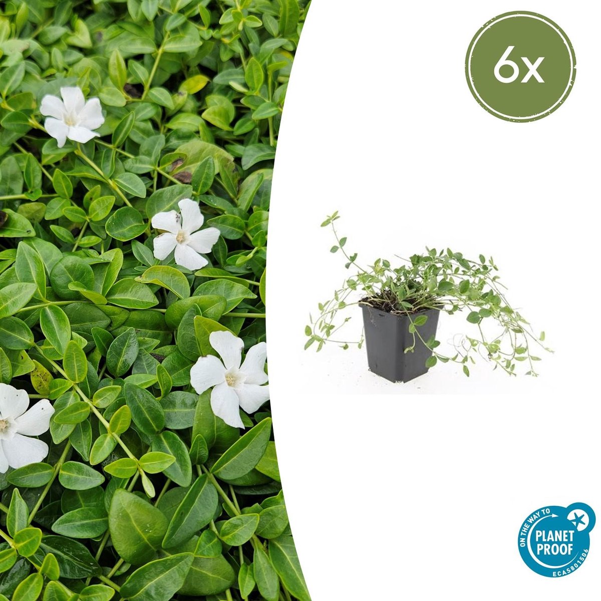 6x Vinca minor 'Gertrude Jekyll' - 10-25cm - Ø9cm