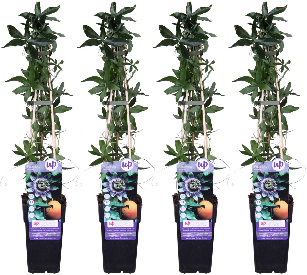 4x - Passiflora caerulea - ↨65cm - Ø15
