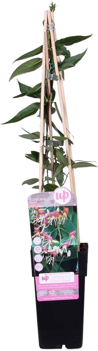 Lonicera henryi - Ø15cm - 65cm