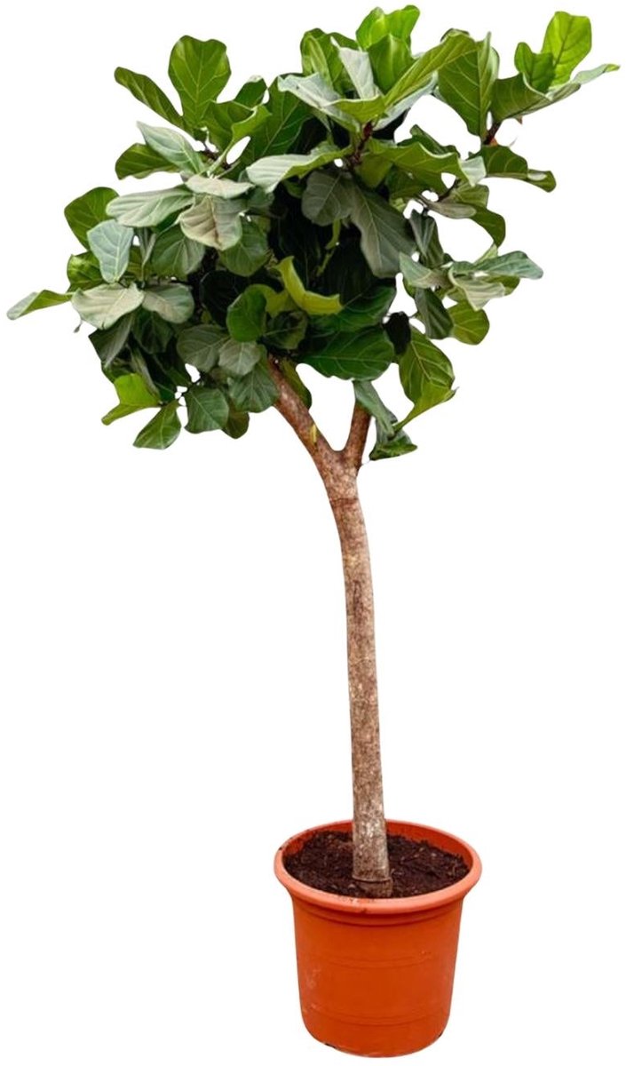 Ficus Lyrata boom XXXL - 230cm - ø40-45