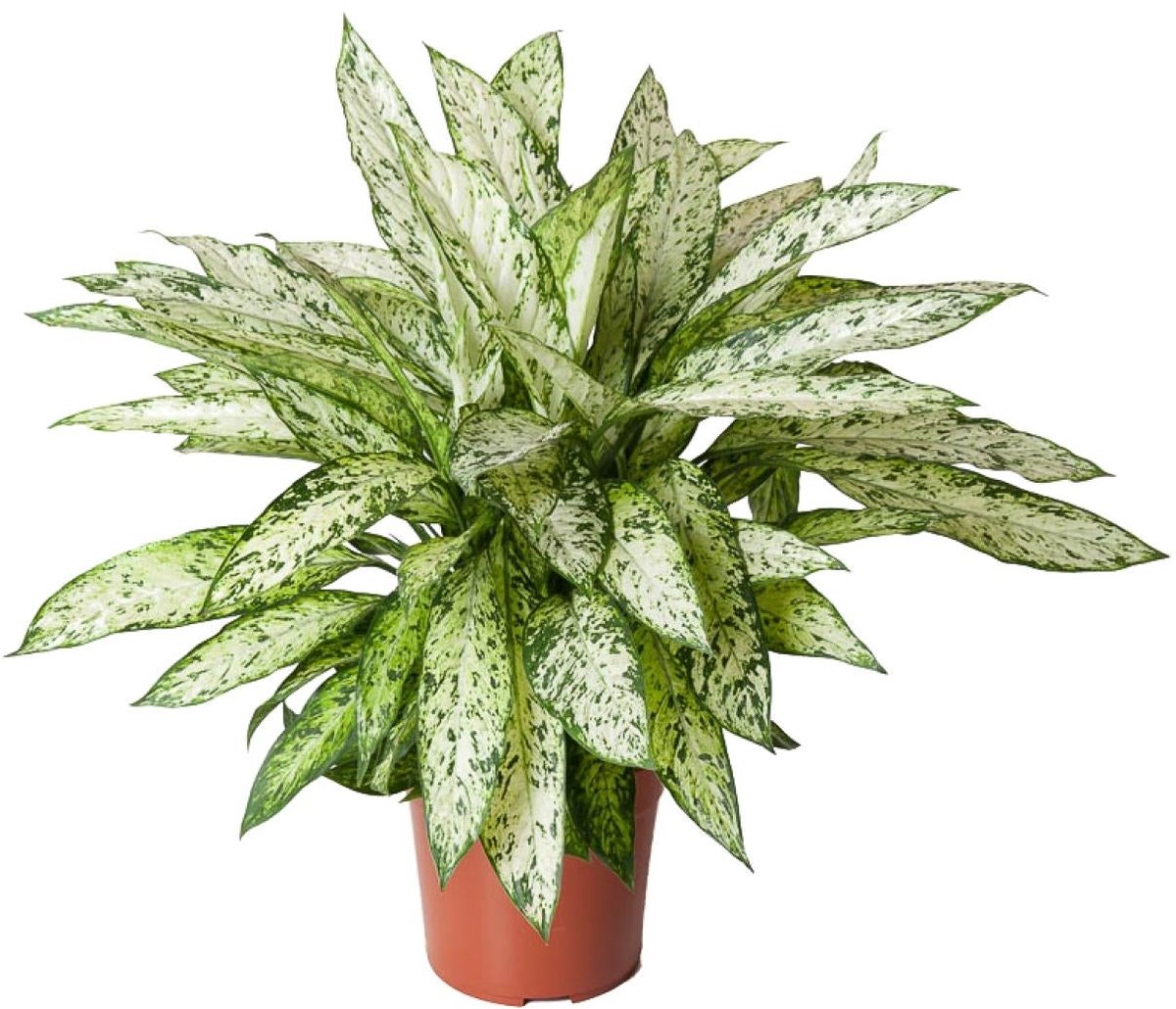Dieffenbachia Vesuvius - Ø27cm - 80cm