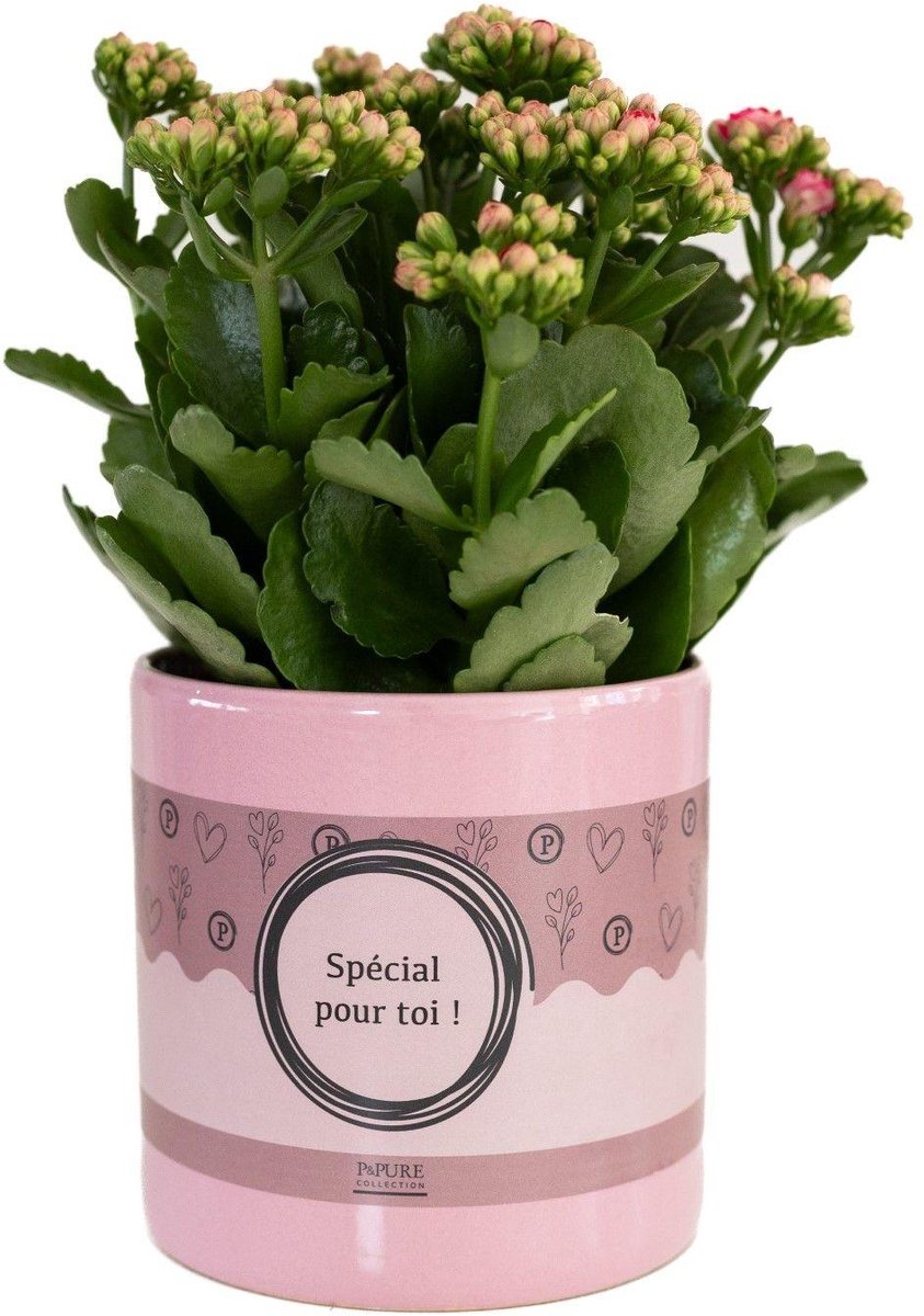 Kalanchoe Pink In P&PURE SPECIAL POUR TOI Verpakking - Ø12cm - 27cm