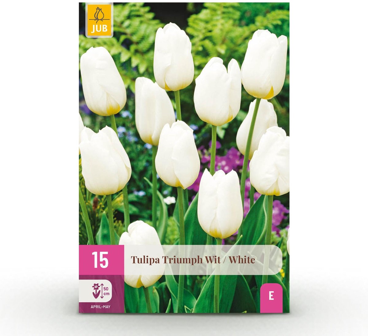 Bloembollen - Tulp Triumph White - Kleur Wit - 15 stuks - Bolmaat 11/12 - XXL Pack