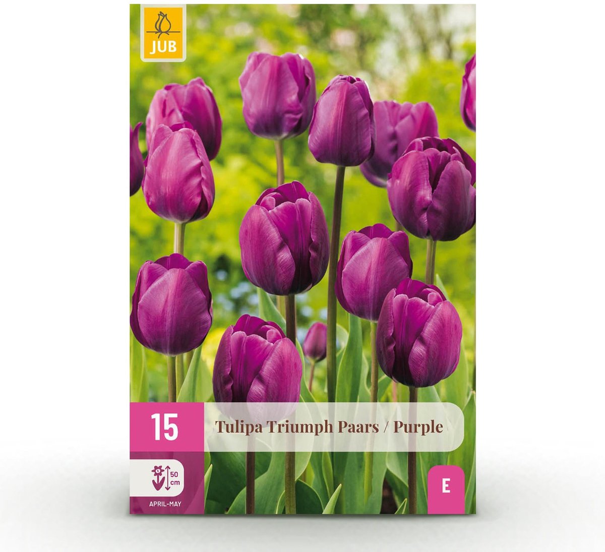 Bloembollen - Tulp Triumph Purple - Kleur Paars - 15 stuks - Bolmaat 11/12 - XXL Pack