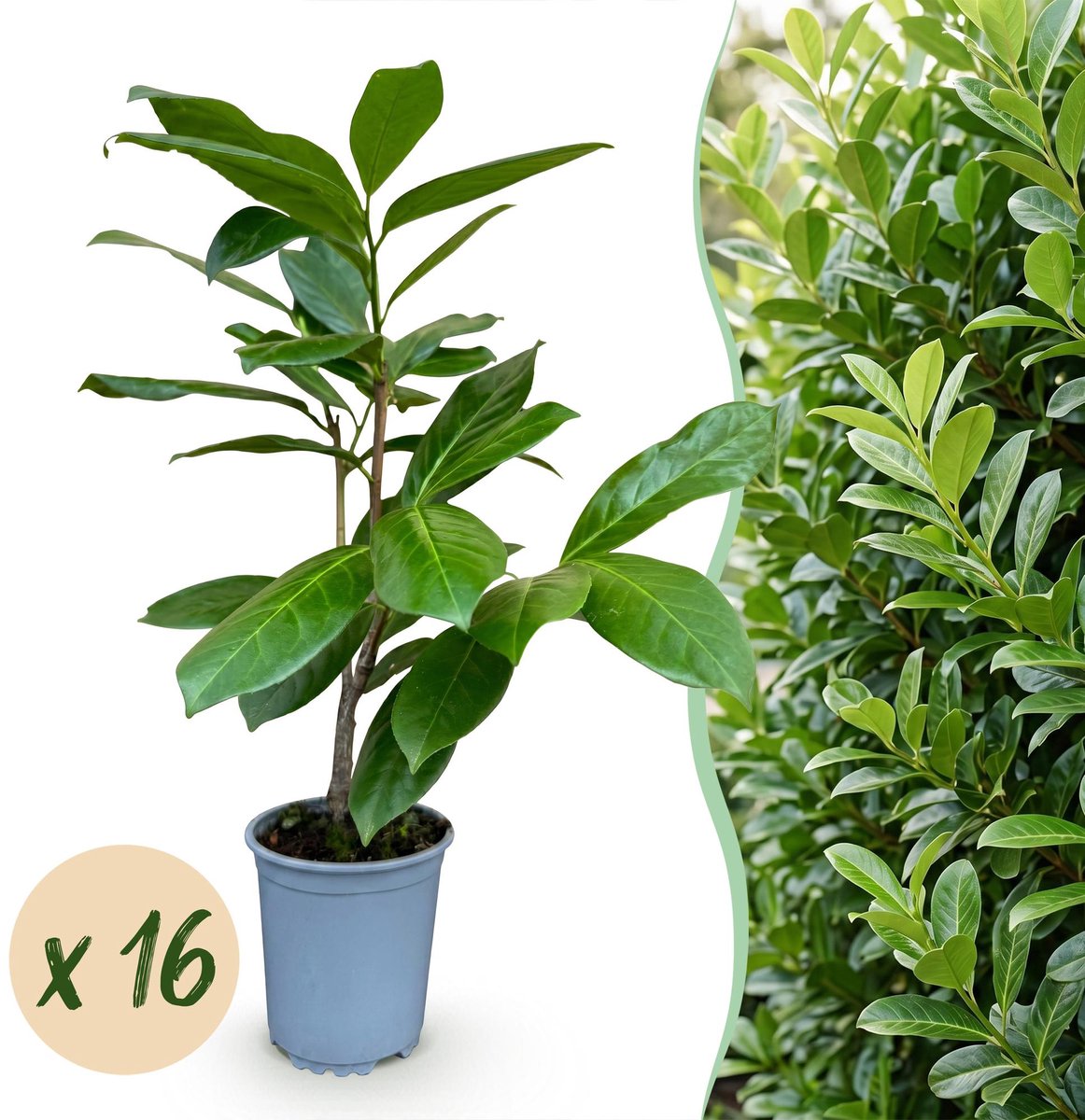 16x Prunus laur. Rotundifolia - Laurierkers - Haagplanten - Groenblijvend - Groen - Pot 9cm - Hoogte 25-35cm