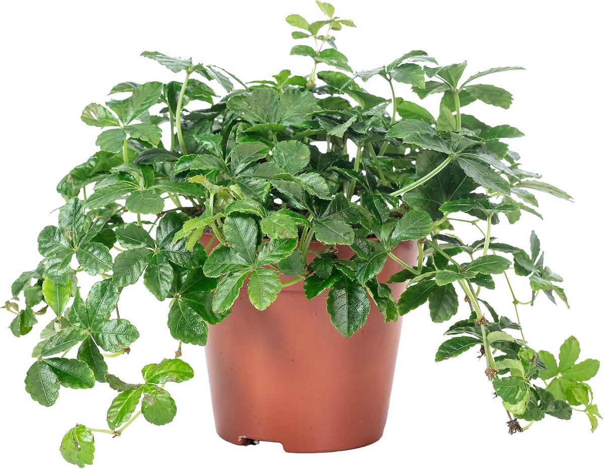 Indoor wijnplant Smit Verona Vein - hoogte 20 cm - gemakkelijk in onderhoud - klimaatverbeterend effect - ShopVlot