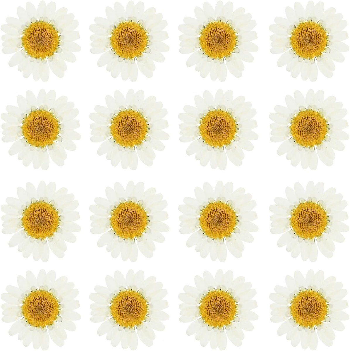 48 Stuks Gedroogde Persbloemen, Natuurlijke Daisies voor DIY Creaties, Huisdecoratie en Nagelversiering, Wit