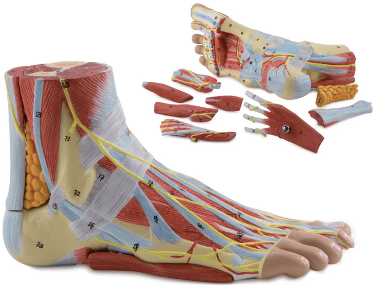Medisch anatomisch voetmodel - met spieren, ligamenten, zenuwen en bloedvaten - 9 onderdelen - levensgroot - magnetische bevestiging