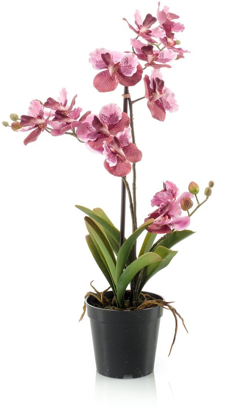 Paarse orchidee in een zwarte pot met groene bladeren, staand op een witte achtergrond.