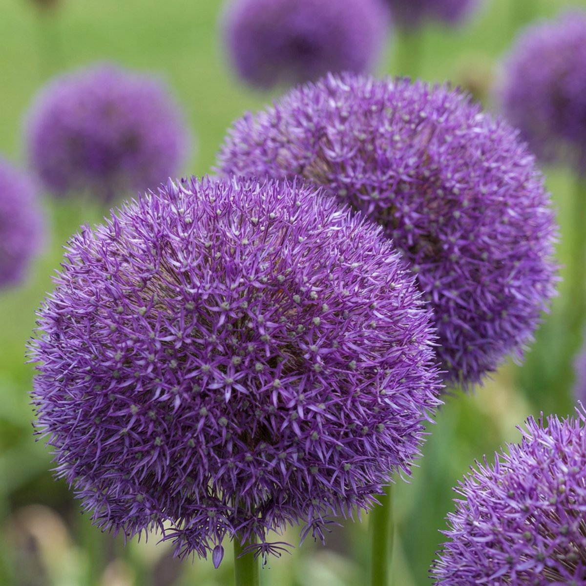 Green boutiQ - 8x Allium Pinball Wizard - Sierui Tovenaarsknikker - Paars - Zomerbloeier - Bolmaat 18/20