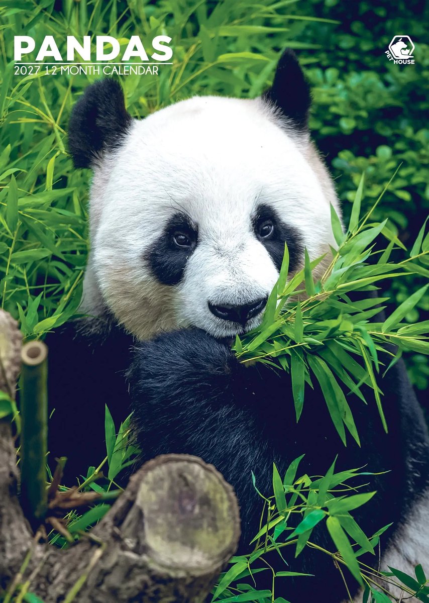 Panda A3 Kalender 2027