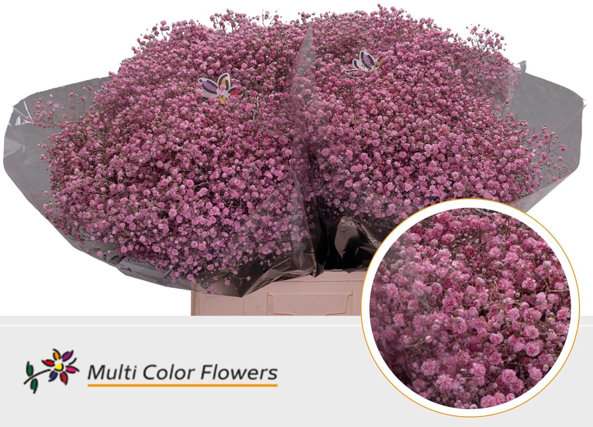 25x Gipskruid xlence roze 70cm