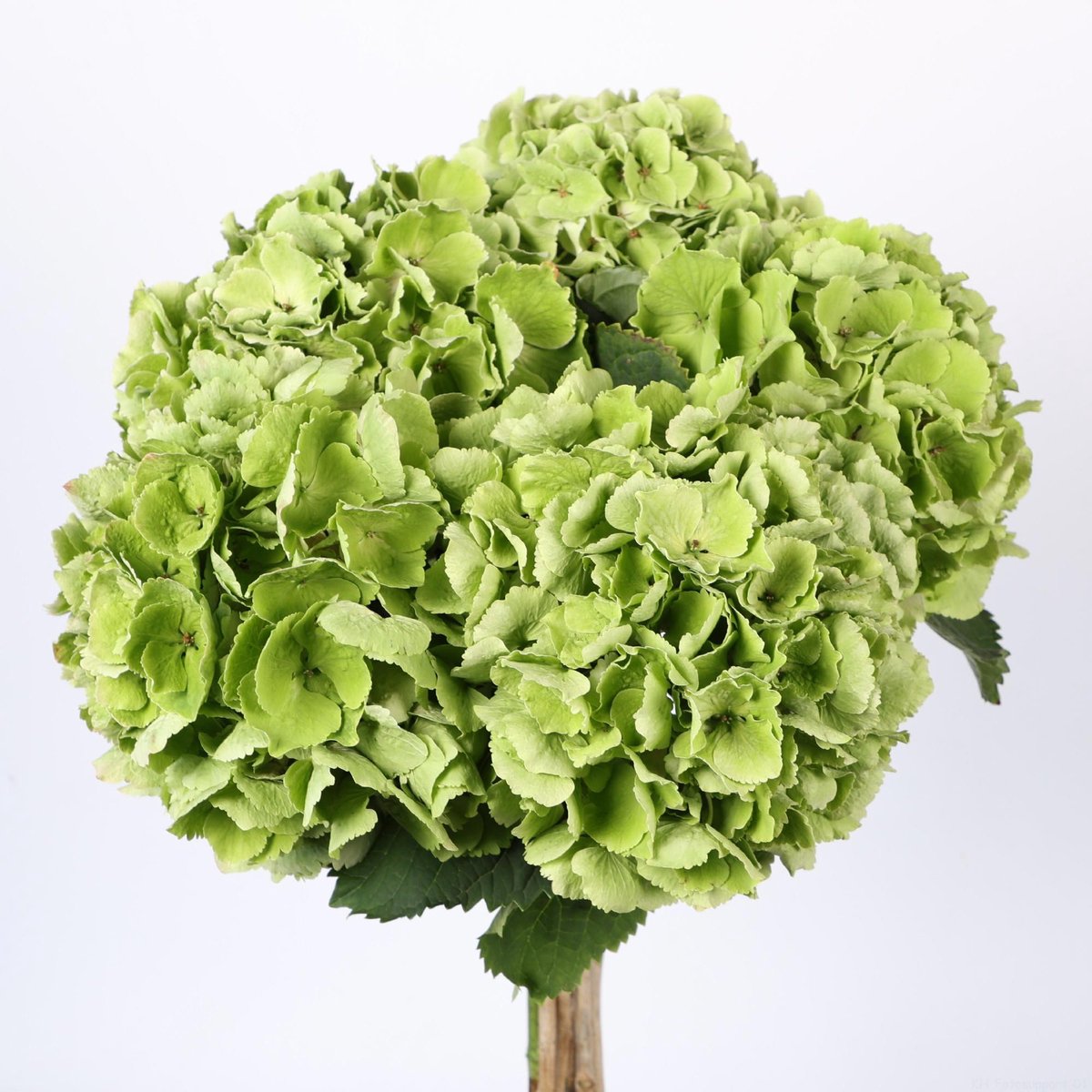 5x Hydr.verena classic 60cm