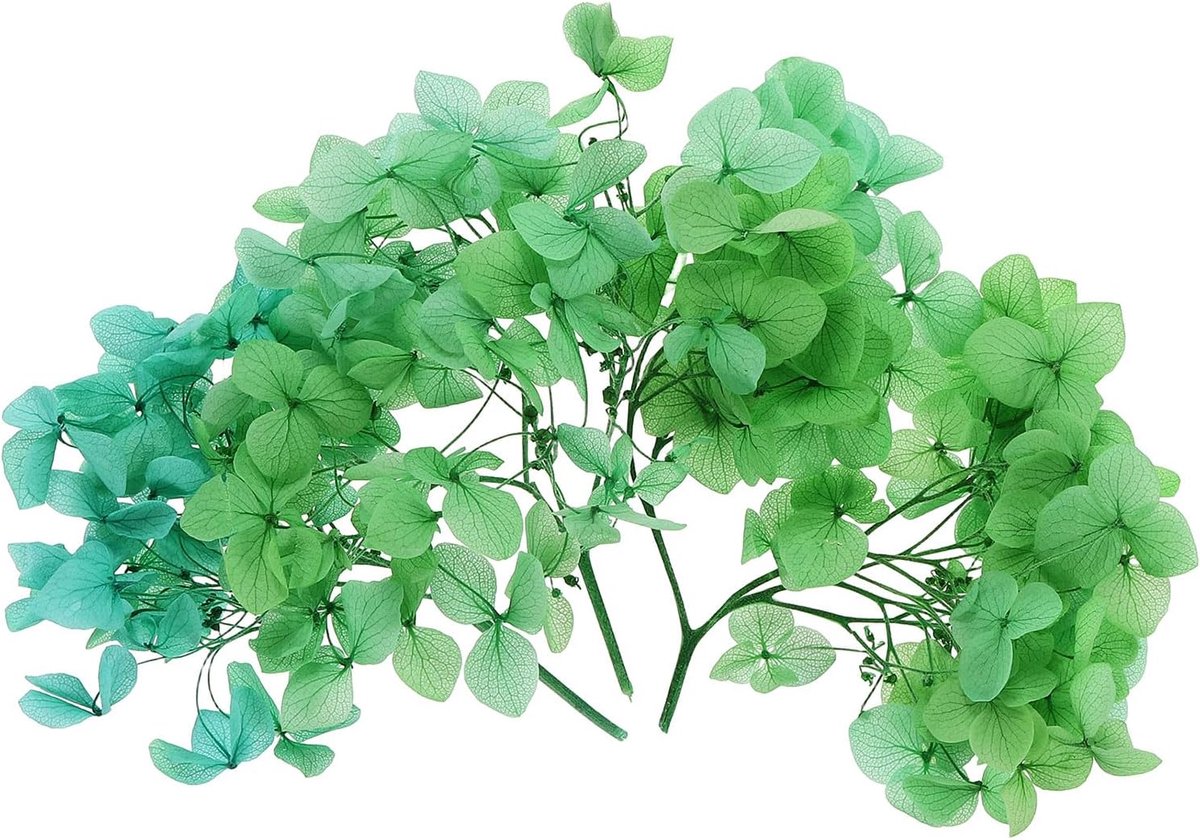 Gedroogde hortensia bloem, 10g natuurlijke geperste bloemen echte hortensia's bloemblaadjes voor doe-het-zelf hars ambachten kaart bloemen cadeau kaars maken decor, gradiënt groen