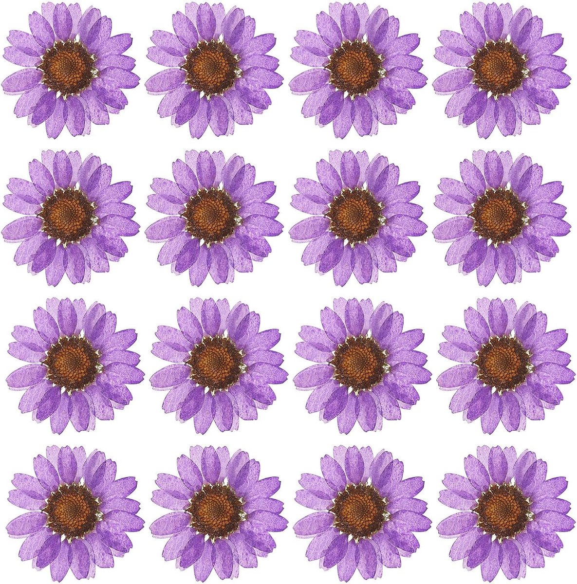 Gedroogde geperste bloemen madeliefjes natuurlijke madeliefjes voor doe-het-zelf handwerk wooncultuur nageldecoratie, donkerpaars