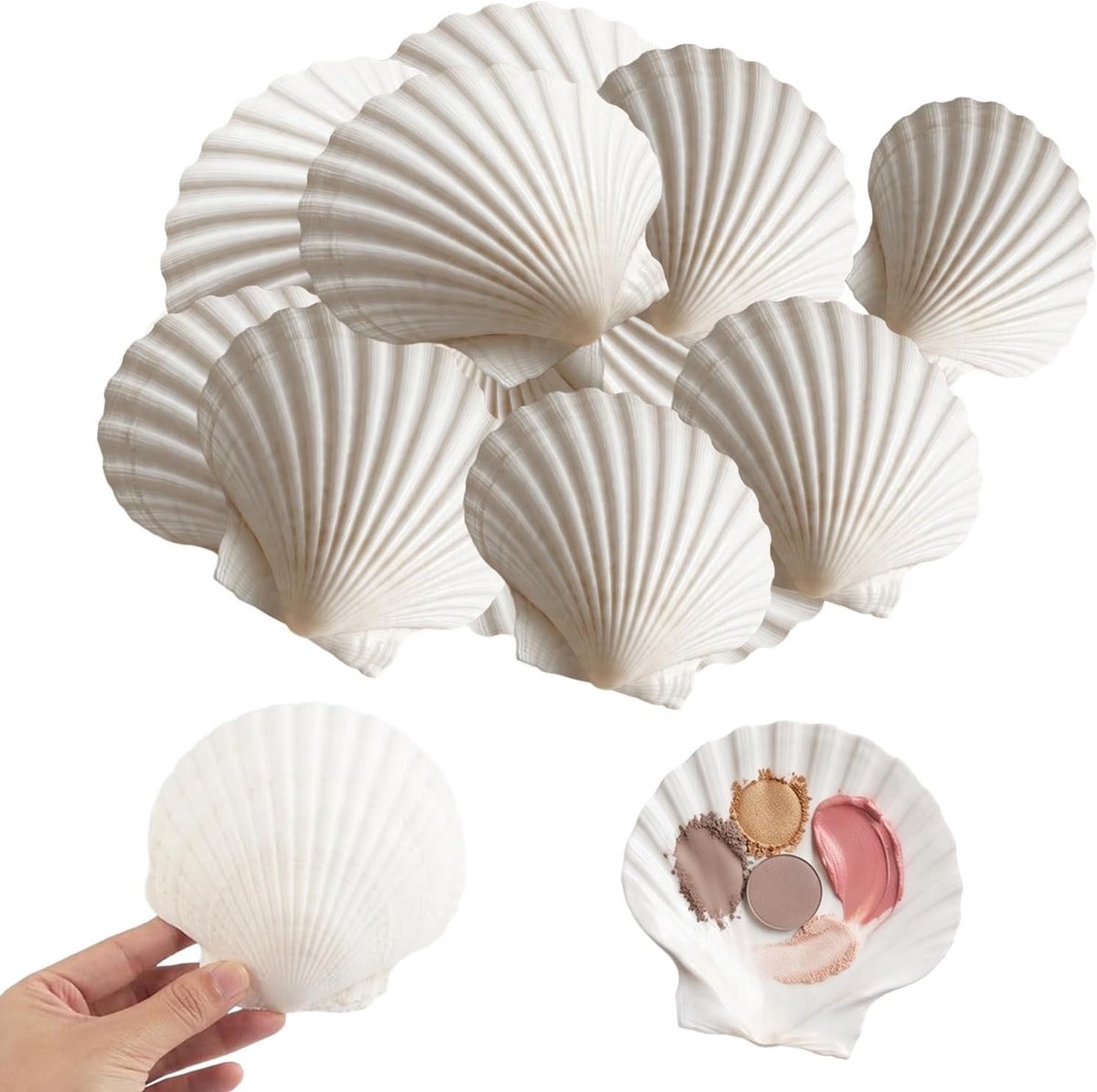 Set van 20 Witte Schelpen voor Creatieve Projecten - Grote Natuurlijke Decoratieve Schelpen voor DIY Schilderkunst en Bruiloften