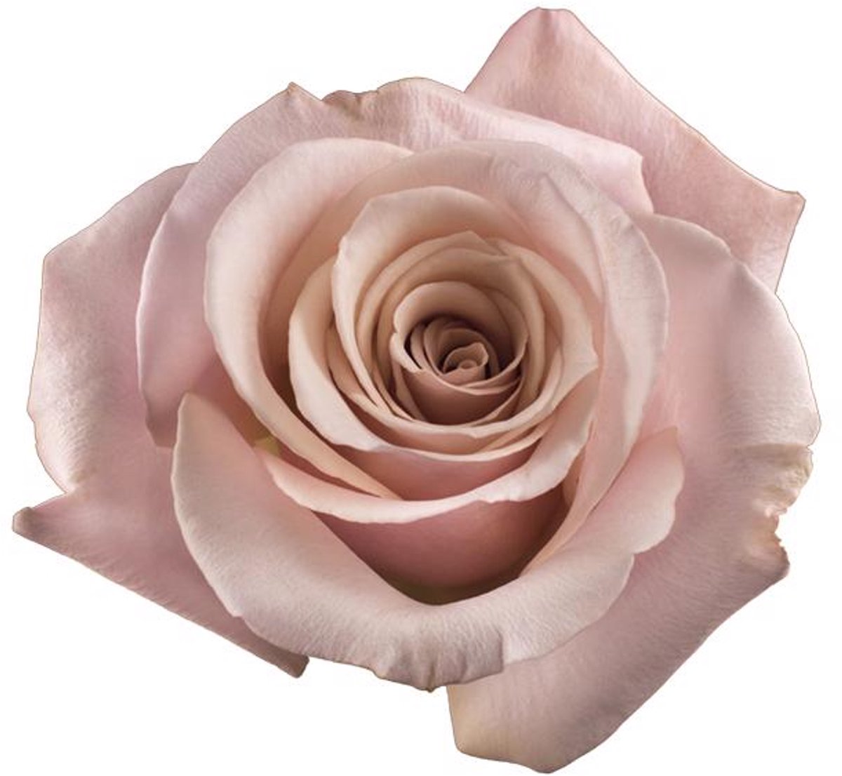 25x Rosa mother of pearl 60cm