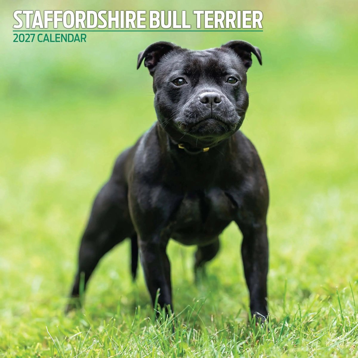 Staffordshire Bull Terrier Kalender 2027