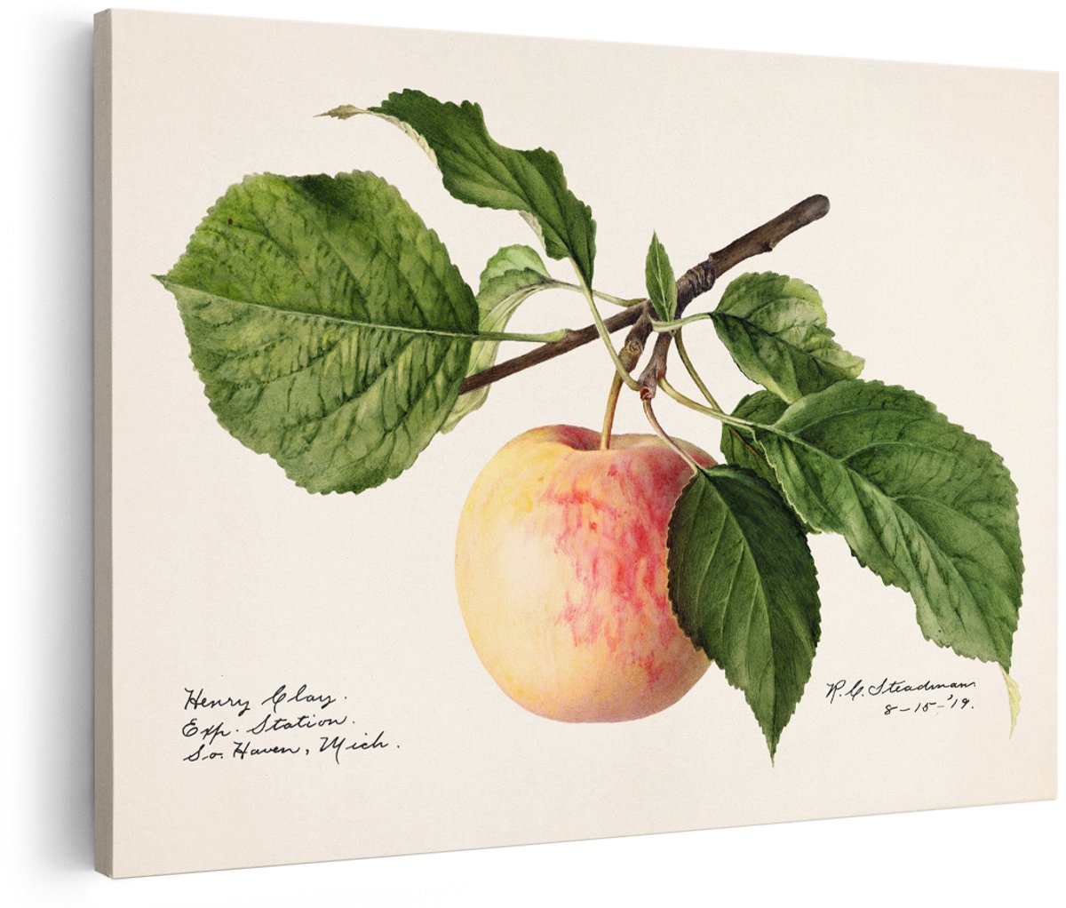 Artaza Canvas Schilderij Appel - 150x100 cm - Groot - Wanddecoratie Botanisch - Muurdecoratie Vintage - Decoratie Fruit Aquarel