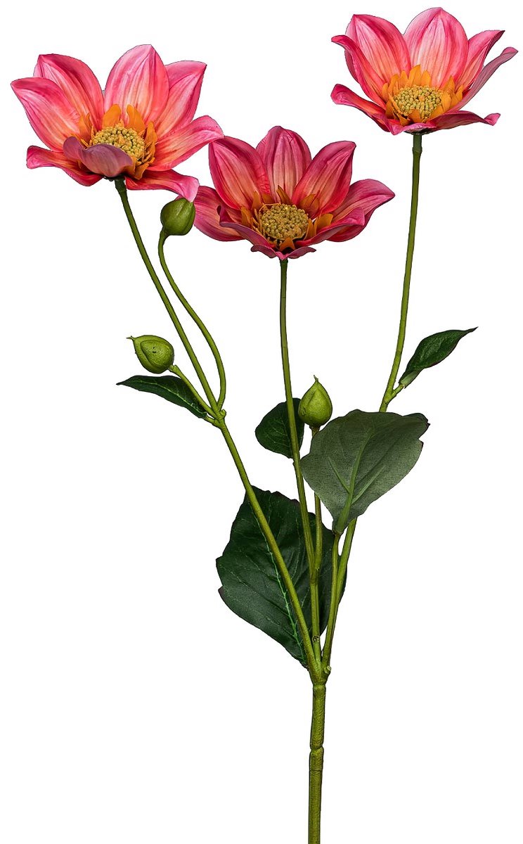 Gasper Mignon-dahlia roze & geel Ø 9 cm 67 cm