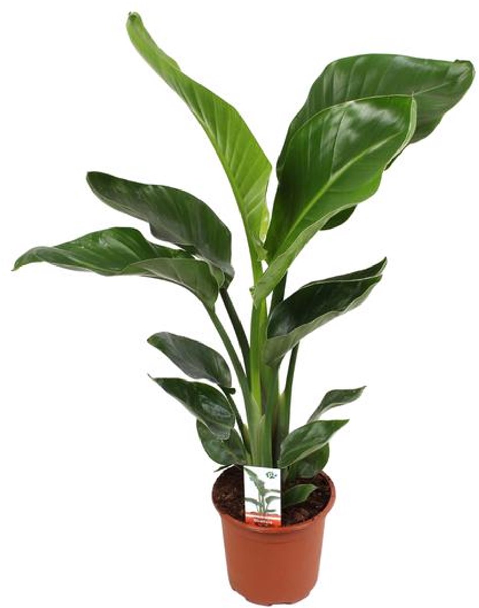 Strelitzia Nicolai (Paradijsvogelplant) - Ø17cm - 70cm