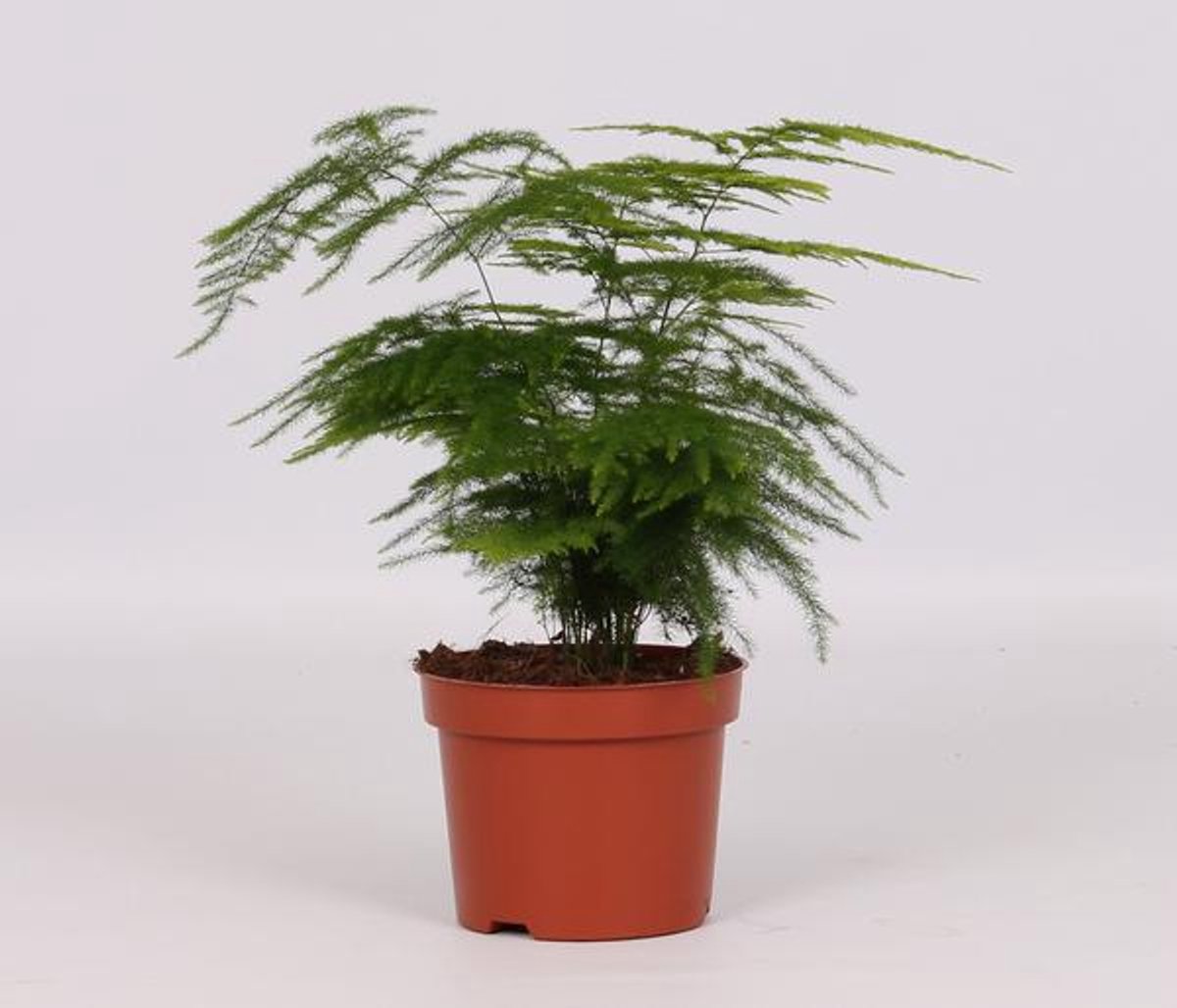Asparagus Setaceus - Ø12cm - 28cm
