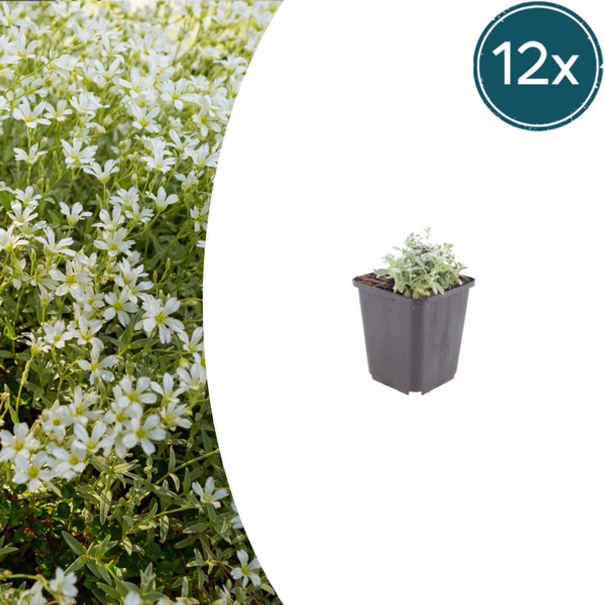 12x Cerastium tomentosum - 10-25cm - Ø9cm