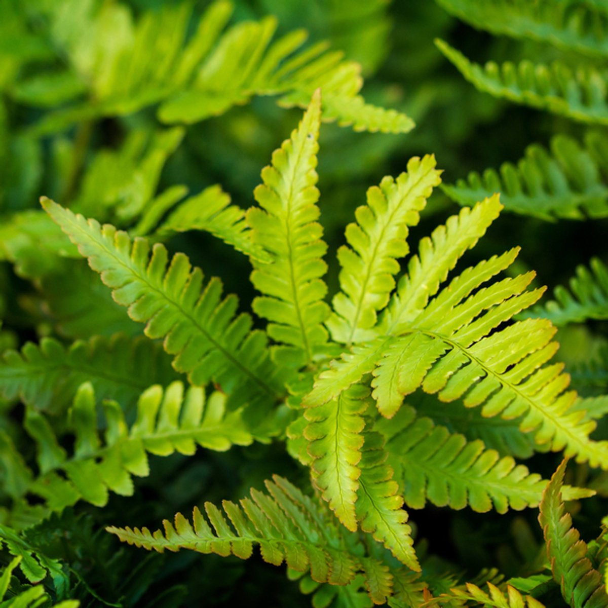 60x Polystichum set. 'Herrenhausen'- 10-25cm - Ø9cm