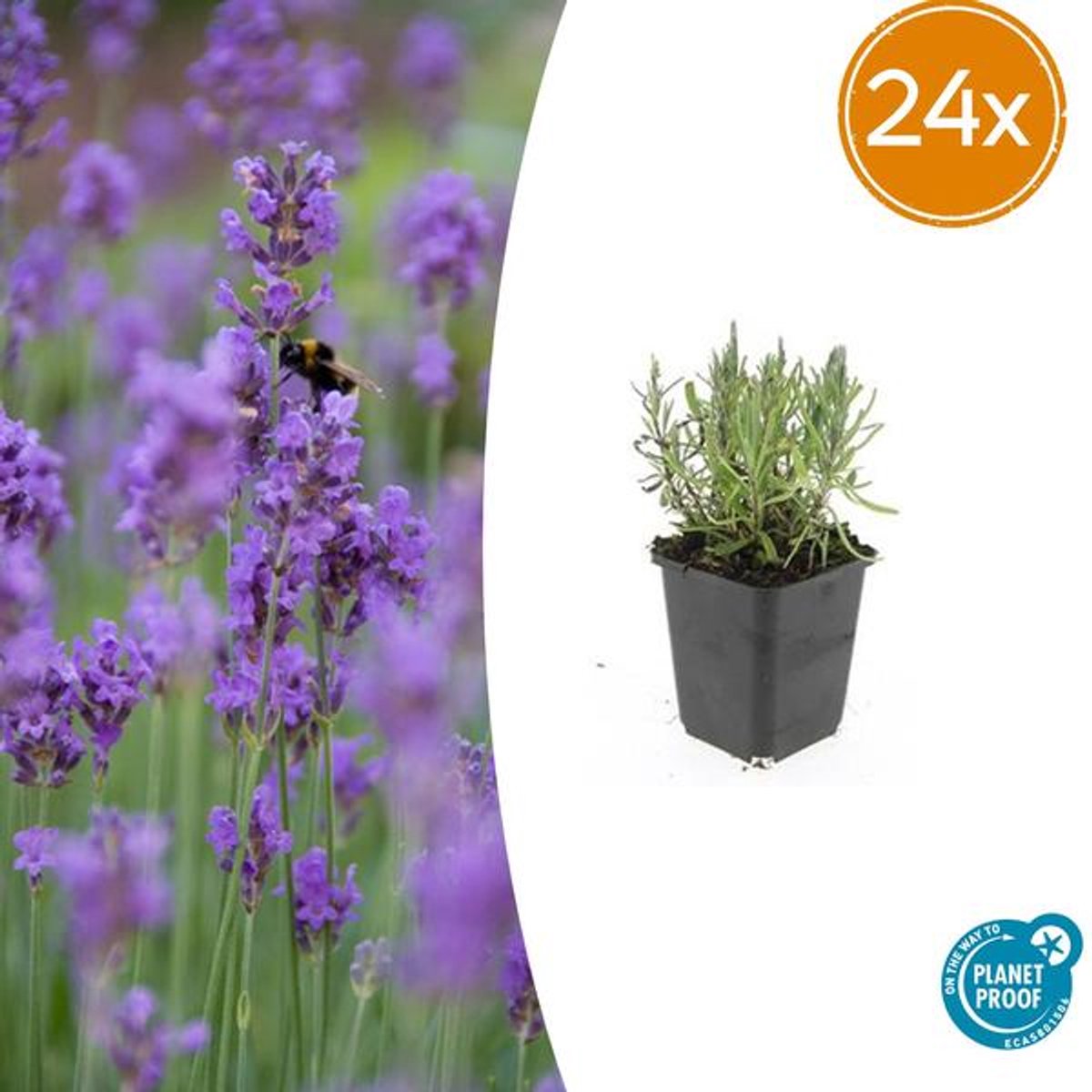 24x Lavandula ang. 'Munstead' - 10-25cm - Ø9cm