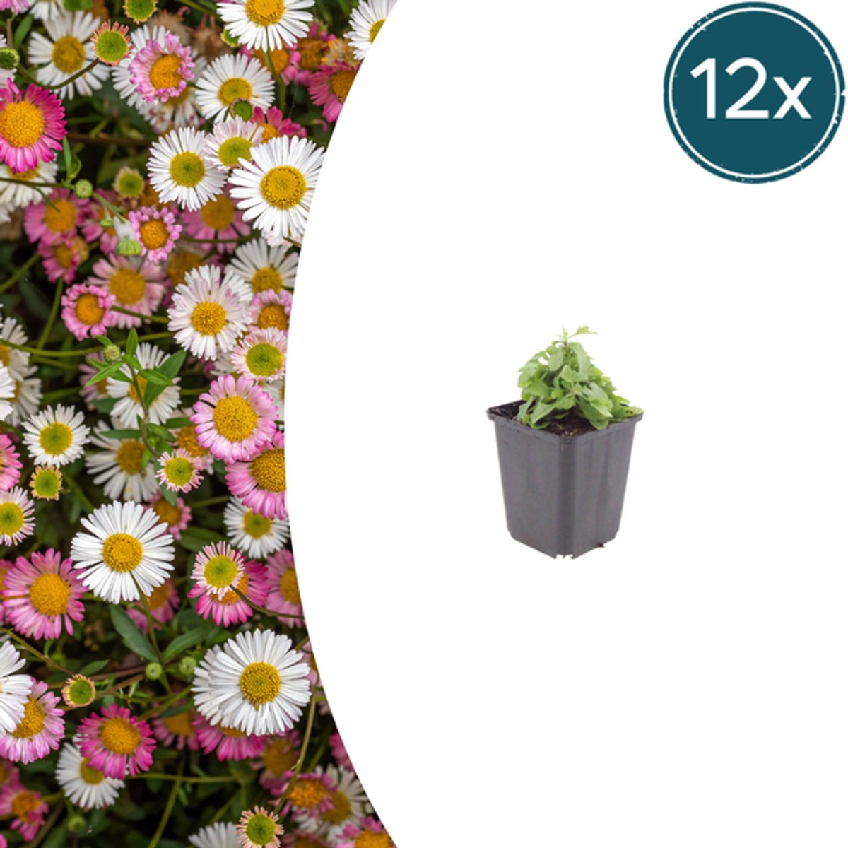 12x Erigeron karvinskianus - 10-25cm - Ø9cm