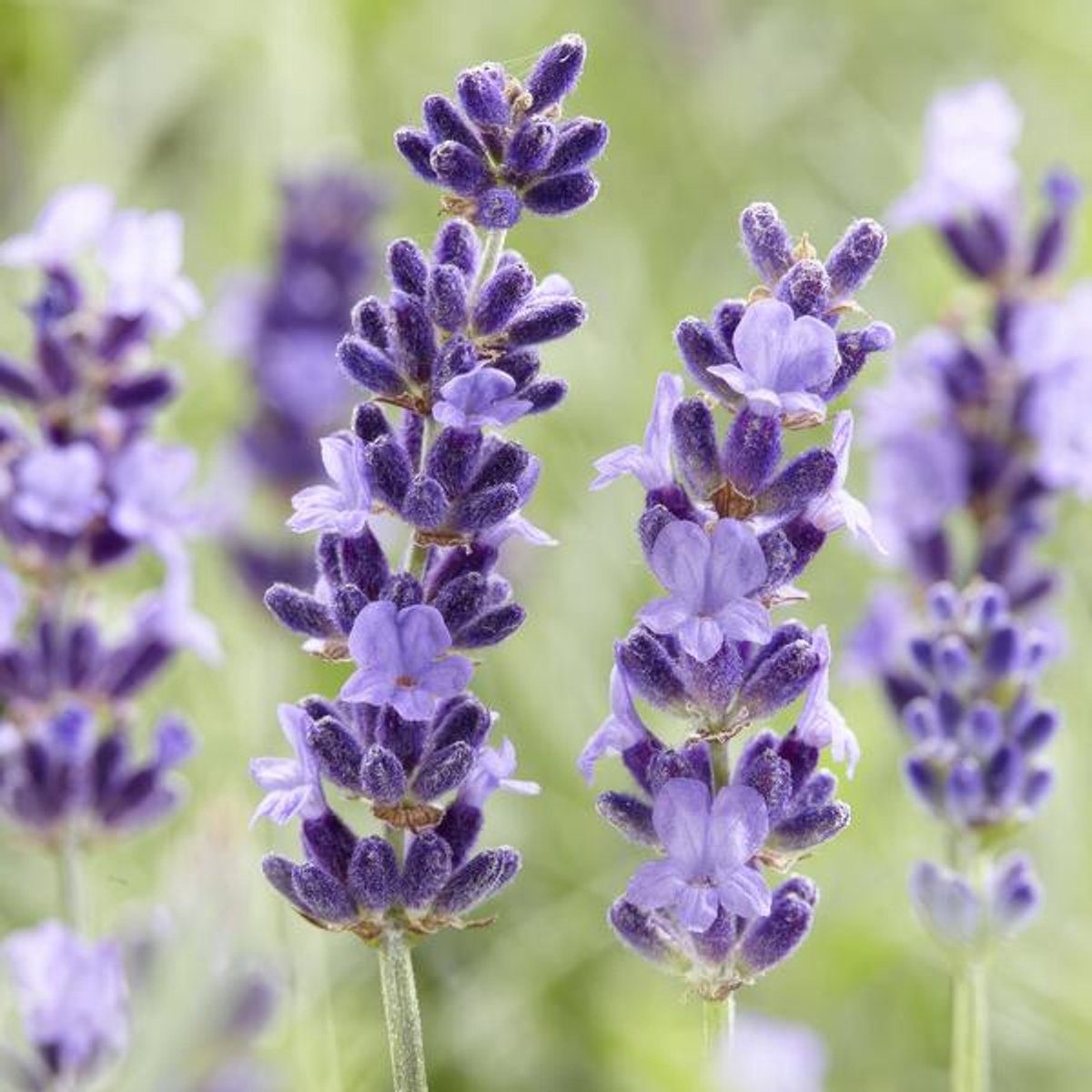 24x Lavandula 'Hidcote' - 10-25cm - Ø9cm