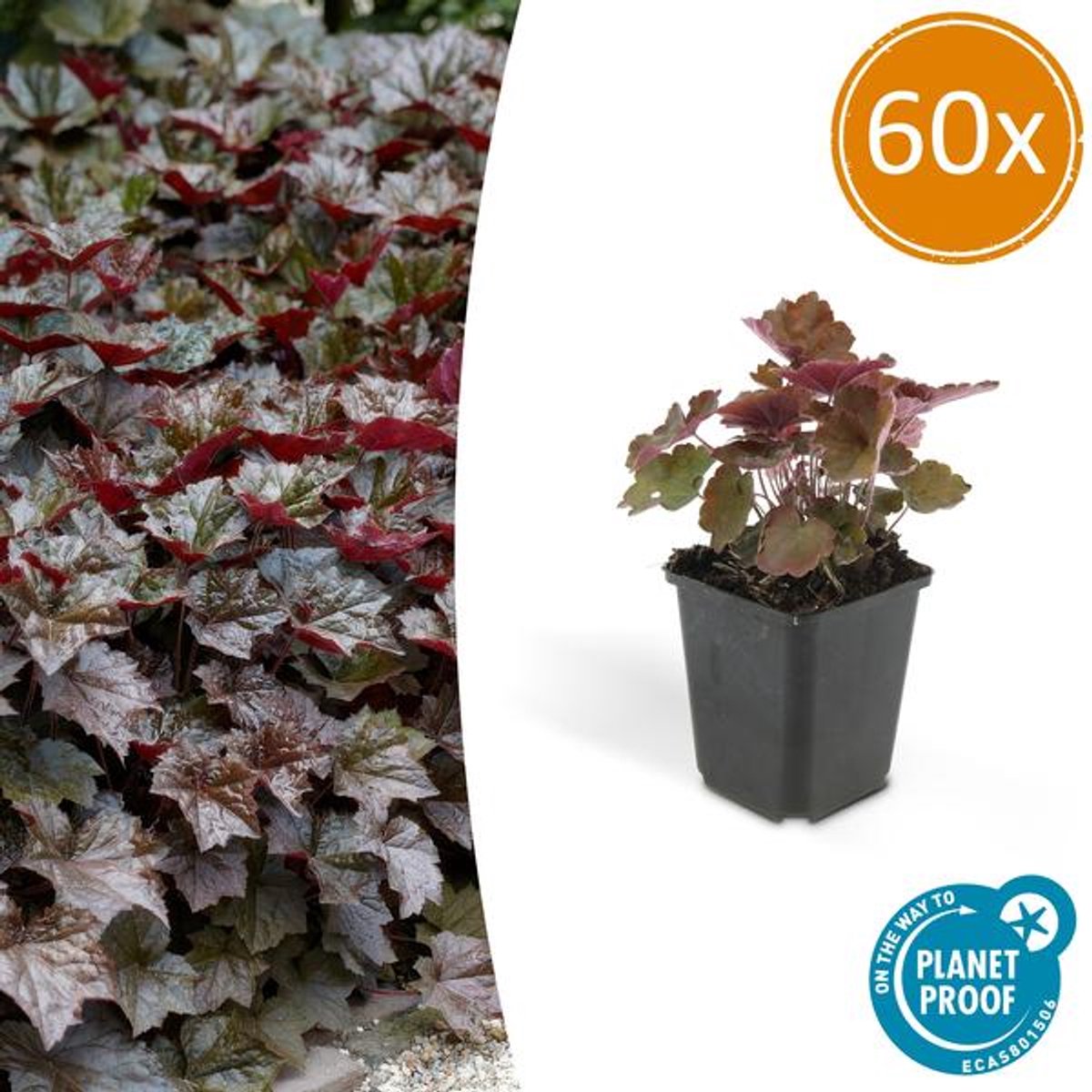 60x Heuchera mic. 'Palace Purple' - 10-25cm - Ø9cm