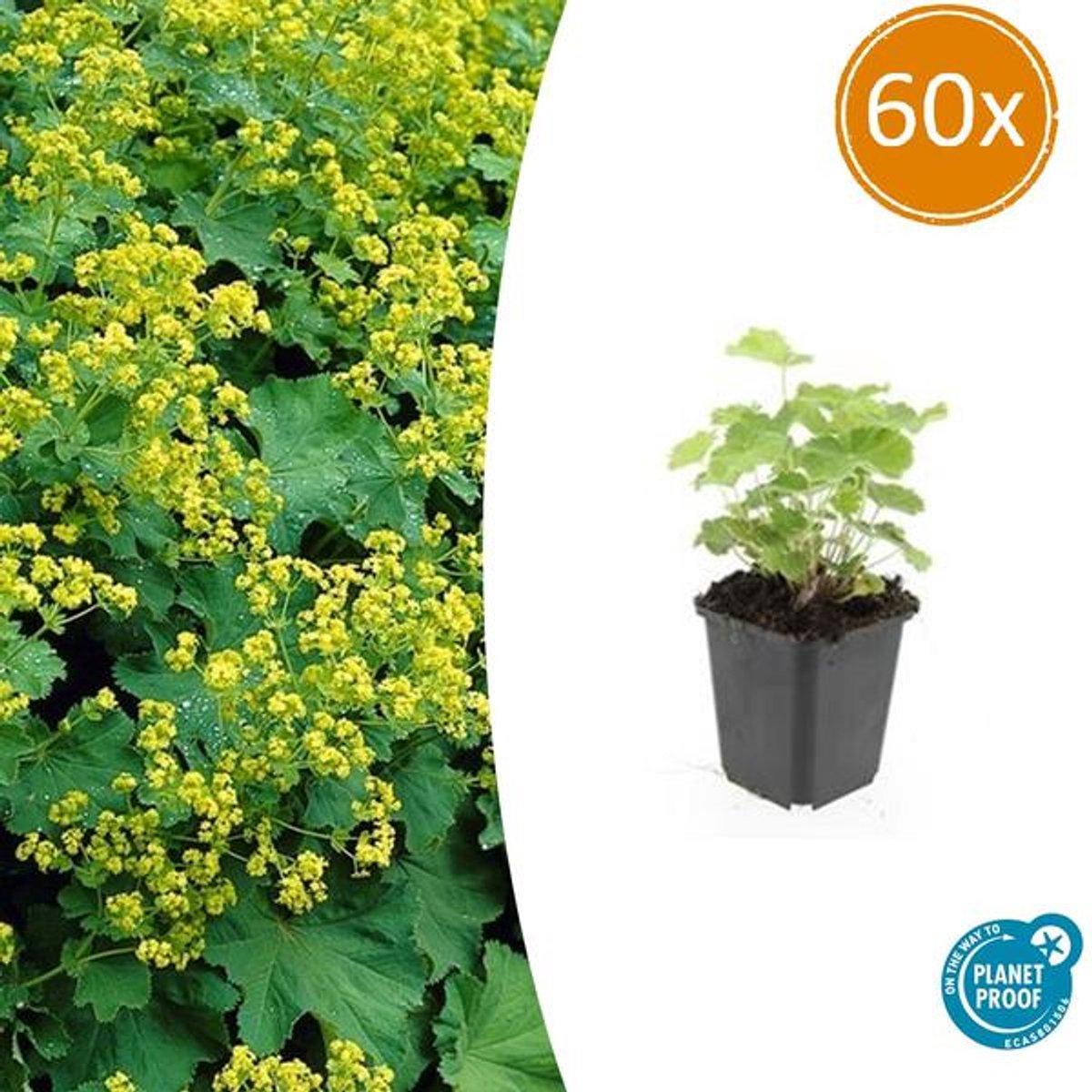 60x Alchemilla mollis - 10-25cm - Ø9cm