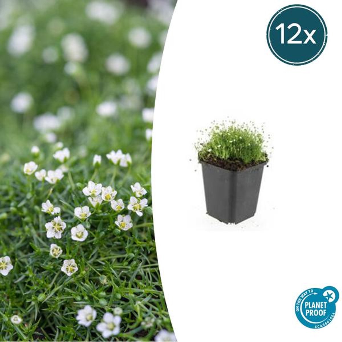 12x Sagina subulata - 10-25cm - Ø9cm