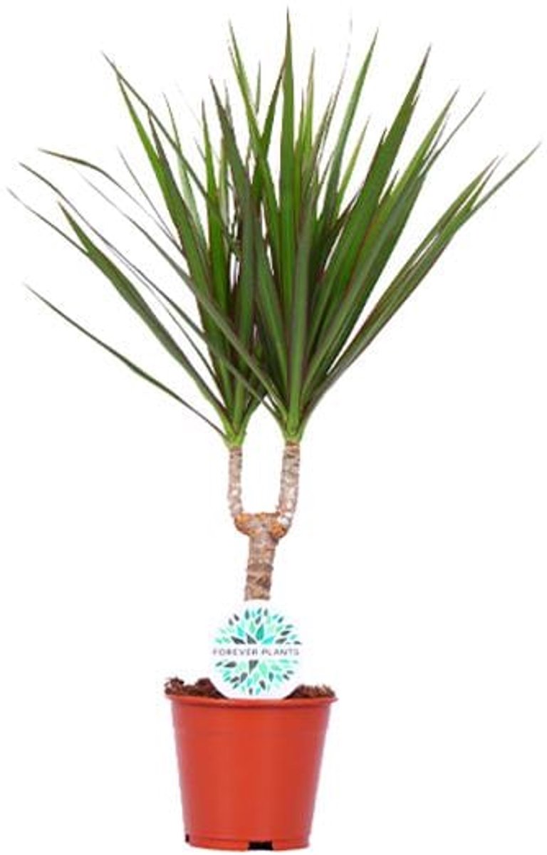 Dracaena Marginata - Ø14cm - 55cm