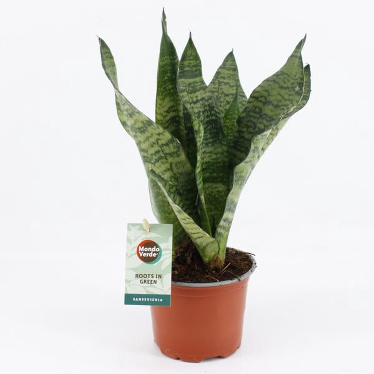 Sansevieria Black Coral - Ø12cm - 35cm