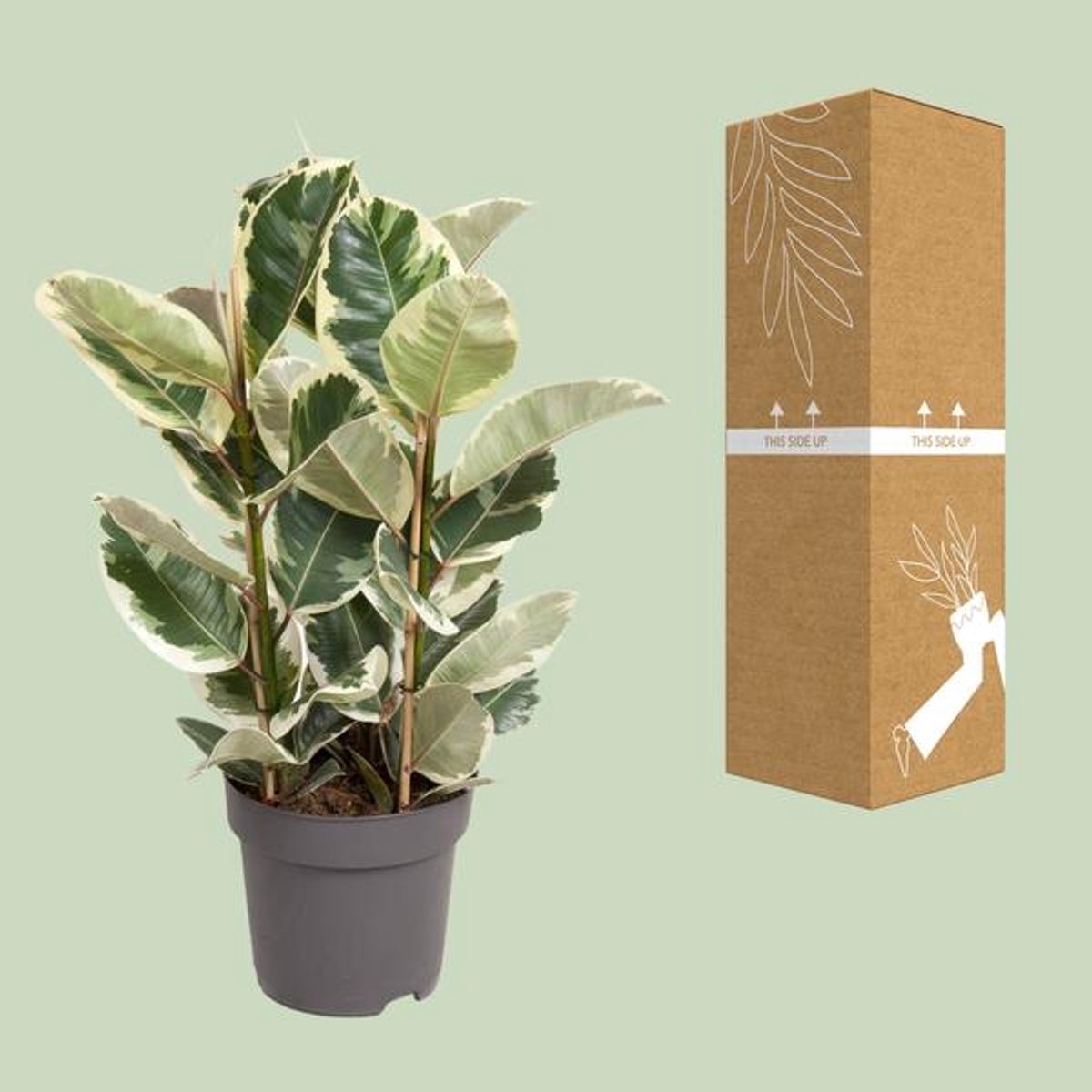 Ficus Elastica Tineke - Ø27cm - 100cm